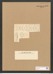 Diatomeae indet. Zeichnungen Sammlung Grunow Nr. 3296 (NHMW-BOT-W0370784)